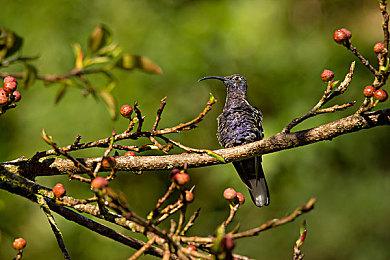 Steam最新一周销量榜 《艾尔登法环》重回榜单